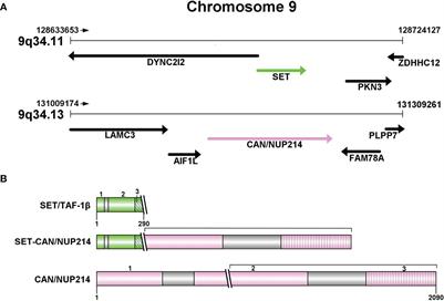 SET-CAN/NUP214 fusion gene in leukemia: general features and clinical advances